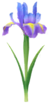 Blue iris Big Flower icon.