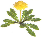 Artwork of the Dandelion.