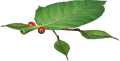 Render of the Skitter Leaf from Pikmin 4.