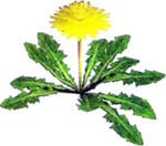 Artwork of a Dandelion.