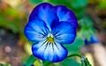A real blue pansy.