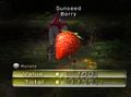 Sunseed Berry 2.jpg