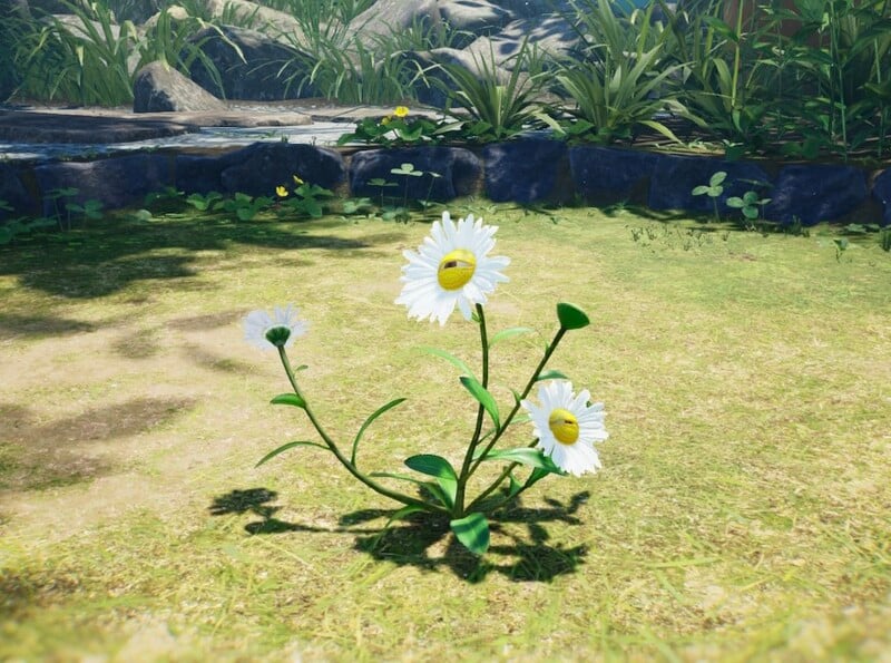 File:Creeping Chrysanthemum idle.jpg