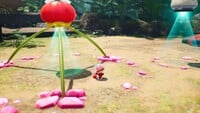 The player character plucking a Red Pikmin sprout in Pikmin 4.