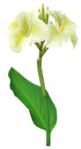White canna lily Big Flower icon.