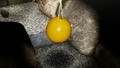 An alternative, more close-up, shot of the treasure in the location it is discovered.