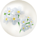 White forget-me-not nectar from Pikmin Bloom.