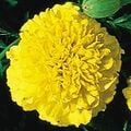 A real life yellow French marigold.