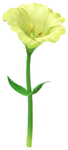 Yellow prairie gentian Big Flower icon.