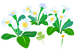 Texture for white primrose flowers on the map in Pikmin Bloom.