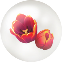 Red tulip nectar icon.png