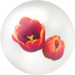 Red tulip nectar from Pikmin Bloom.