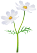White cosmos Big Flower icon.