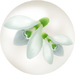 White snowdrop nectar from Pikmin Bloom.