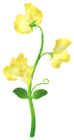 Sweet Pea Introduced on April 1st, 2024, and comes in white, yellow, red, and blue varieties.