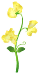 Yellow sweet pea big flower in Pikmin Bloom.