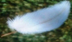 The Leviathan Feather as shown from the Treasure Hoard.