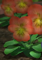 A red pansy in Pikmin 3.