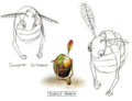 Drawings of the Swooping Snitchbug from the Pikmin Official Player's Guide.