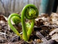 A fiddlehead in real life.