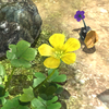 Icon for Shaded Garden (Collect Treasure!) on the Mission Mode menu.