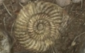 An ammonite fossil in Pikmin 3. It is similar to the Olimarnite Shell.