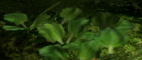 Fuzzy leaves.png