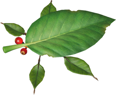 Carte Skitter Leaf