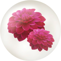 Red dahlia nectar icon.png