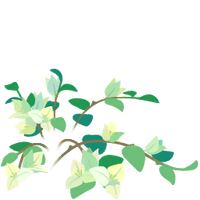 White bougainvillea flowers icon.png