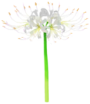 White spider lily Big Flower icon.