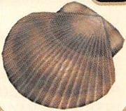 Artwork of the Scrumptious Shell.