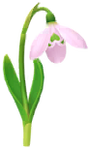 Red snowdrop Big Flower icon.