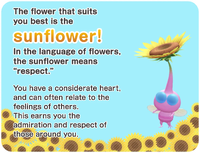 BloomFlowerQuizSunflower.png