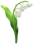 White lily of the valley/convallaria big flower in Pikmin Bloom