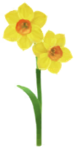 Yellow daffodil Big Flower icon.
