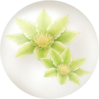 Yellow clematis nectar icon.png