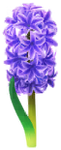 Blue hyacinth big flower in Pikmin Bloom