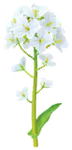 White canola flower Big Flower icon.