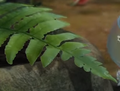 An early fern seen in a previous version of Pikmin 3. The texture seems different.