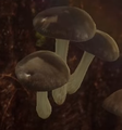 A group of three brown mushrooms.