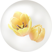 Yellow tulip nectar icon.png