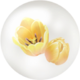 Yellow tulip nectar from Pikmin Bloom.