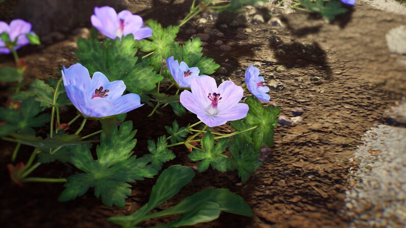 File:Cranesbill.jpg