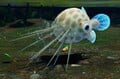 A Pricklepuff attacking pikpik carrots in Pikmin 4's Piklopedia.