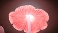 The underside of a pink Common Glowcap.
