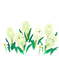 White hyacinth flowers icon.png