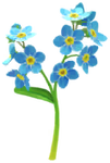 Blue forget-me-not Big Flower icon.