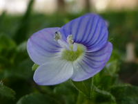 Real-Speedwell.png