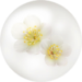 White plum blossom nectar from Pikmin Bloom.